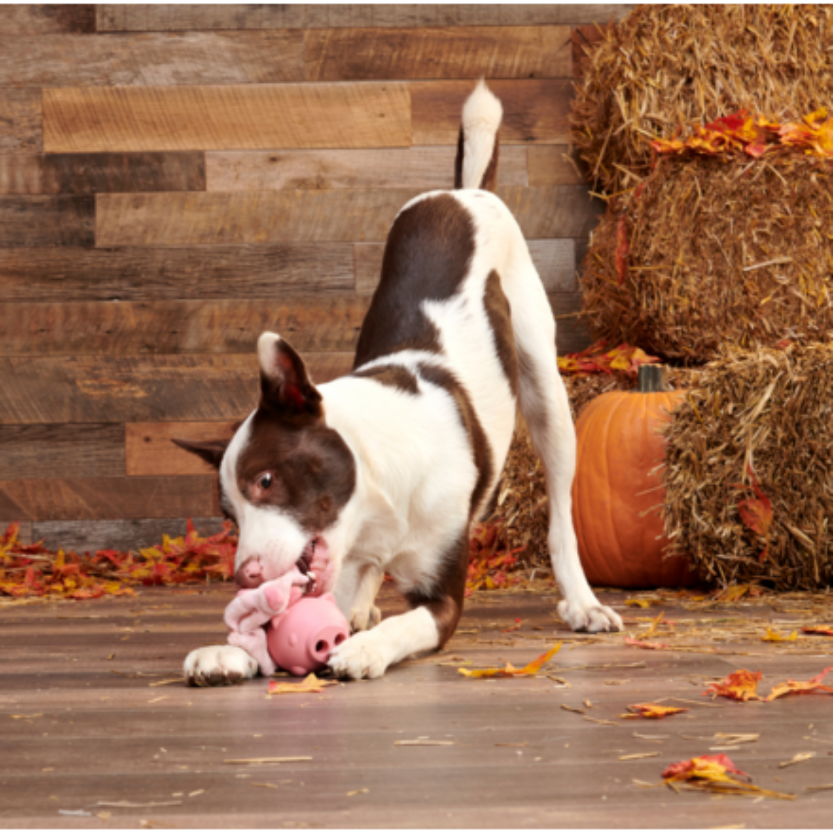 Hambone Super Chewer Durable 2-in-1 + Enrichment Dog Toy