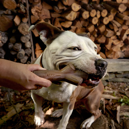 Fall Fetch Stick Super Chewer Durable Dog Toy