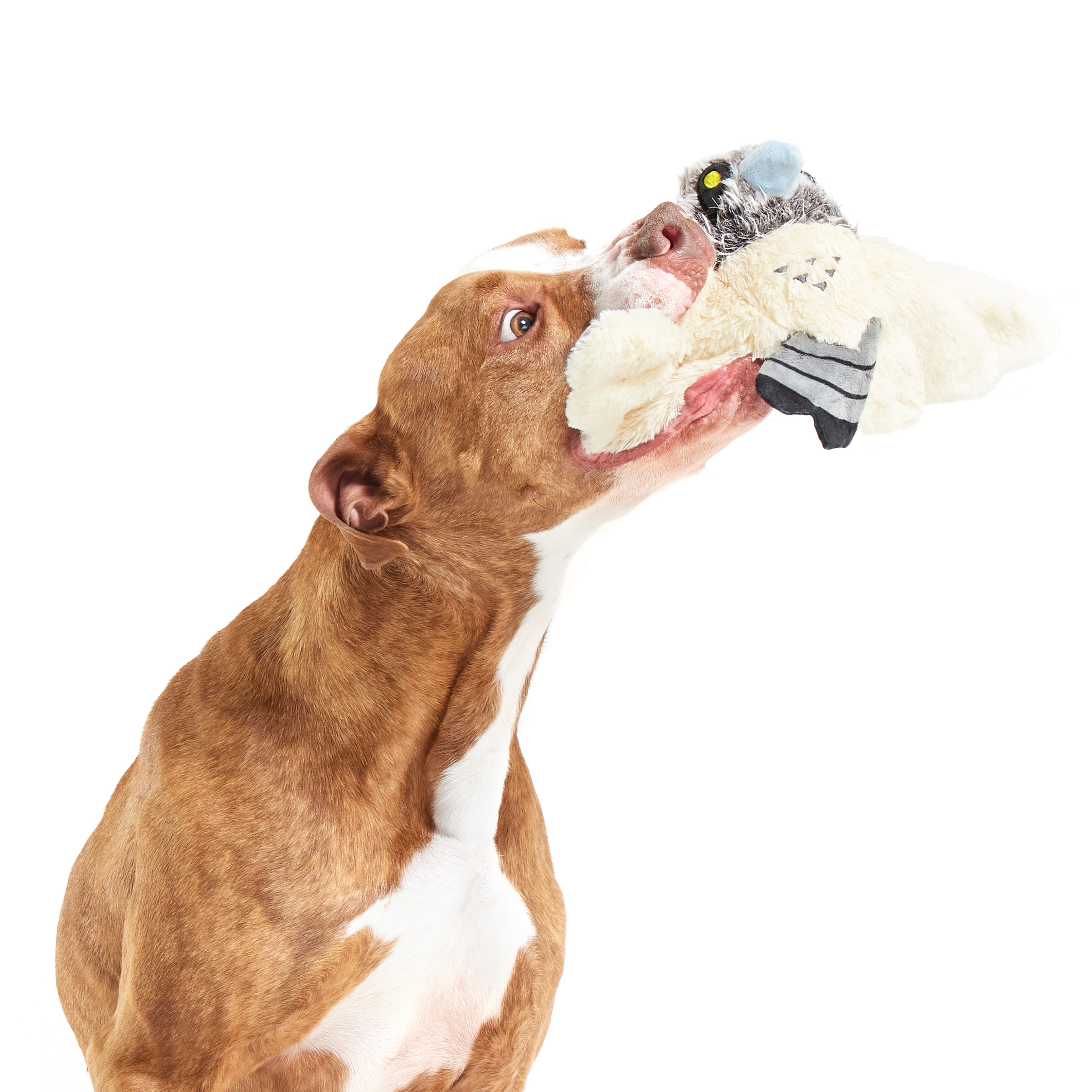 Perry the Peregrine Falcon Plush Tug Dog Toy