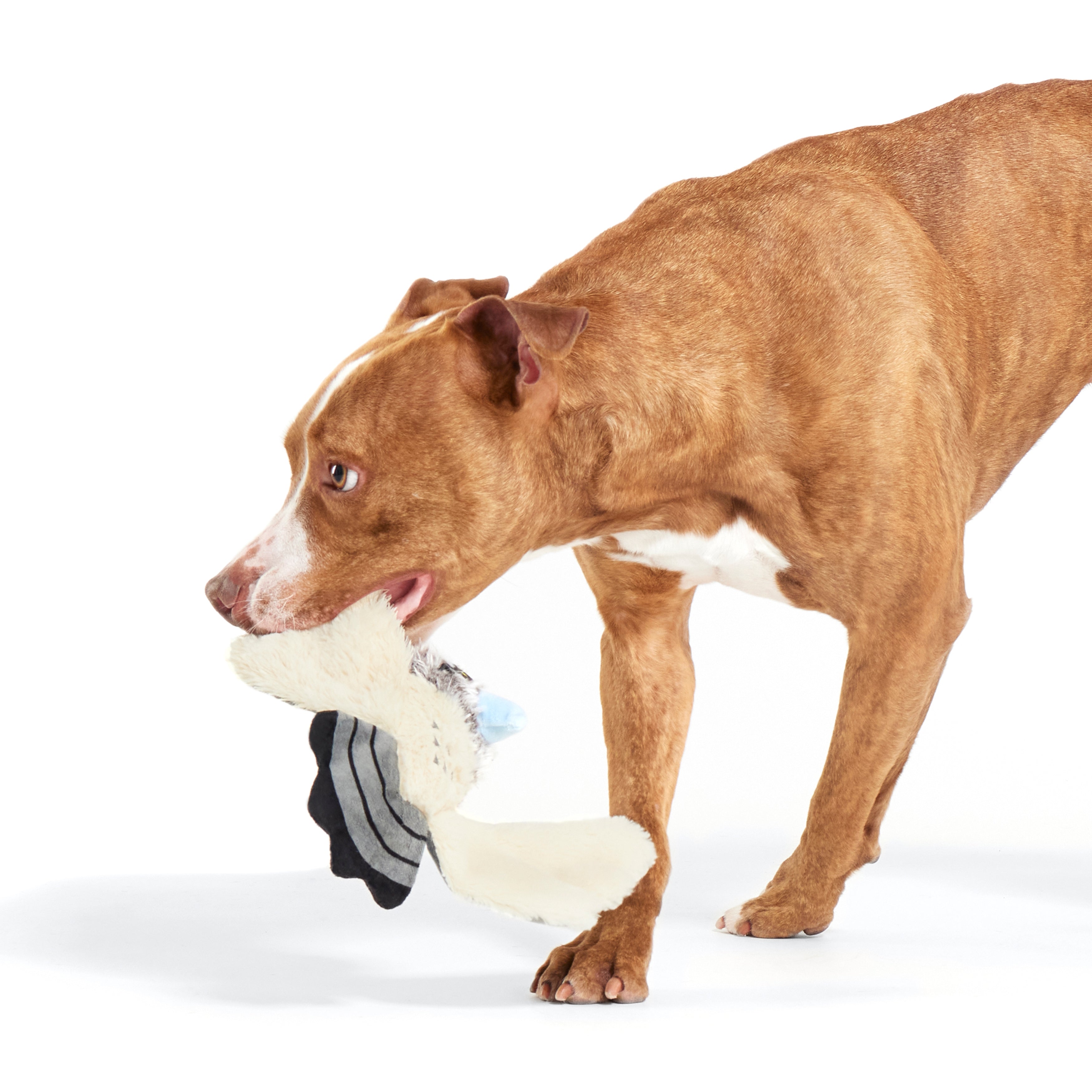 Perry the Peregrine Falcon Plush Tug Dog Toy