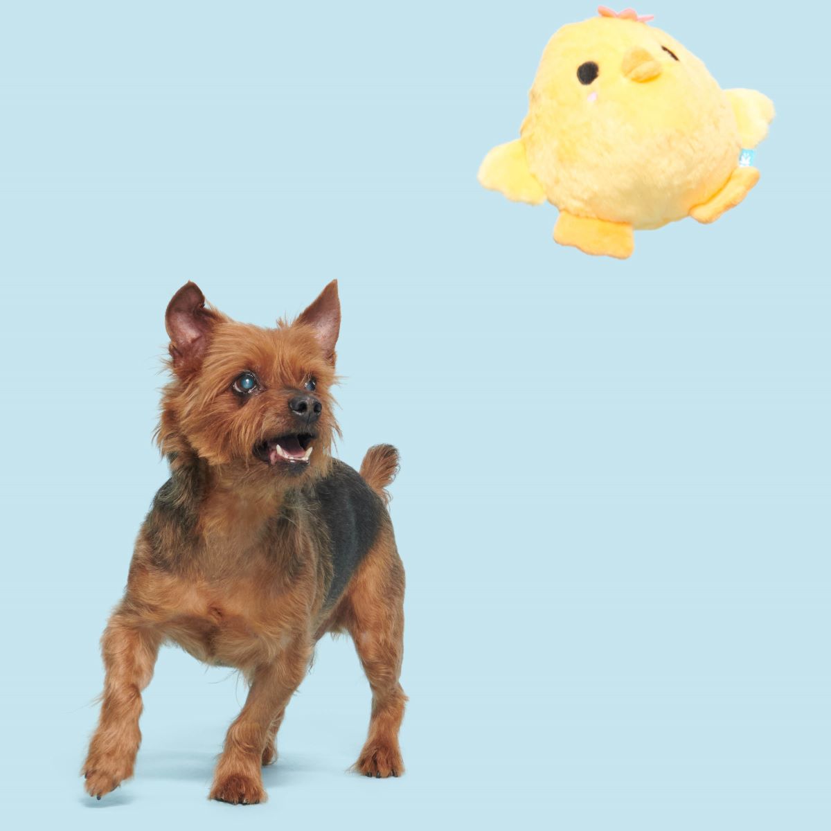 Lil' Hennifer Plush Fetch Dog Toy