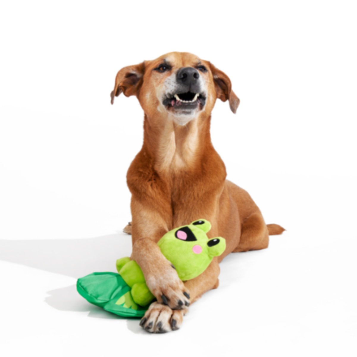 Lily Pal Plush Tug Dog Toy