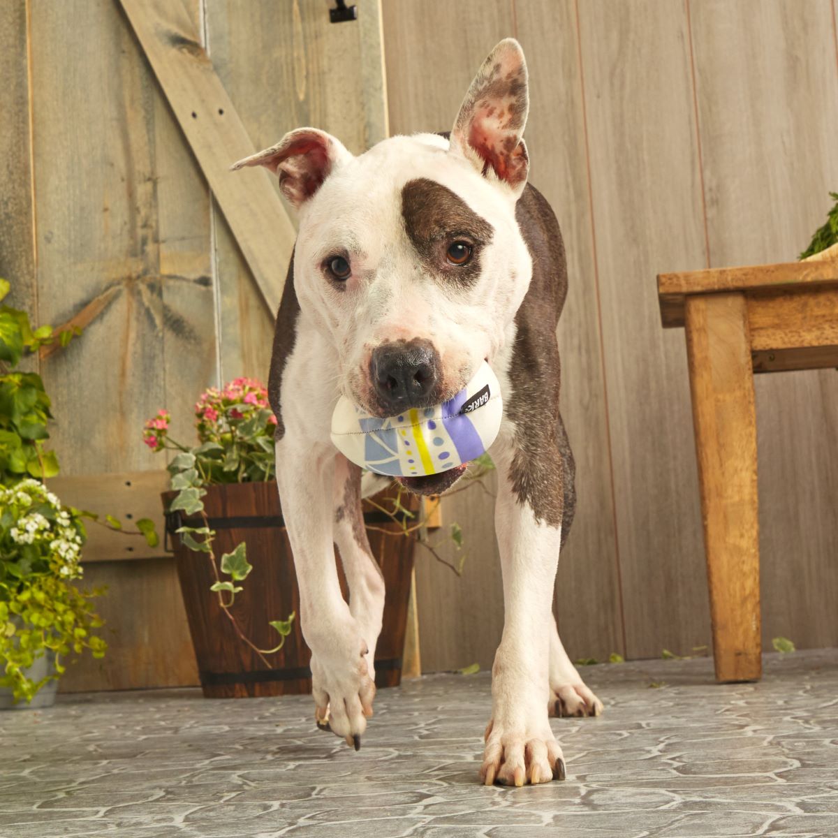 Beaster Egg Super Chewer Durable 2-in-1 Purple Dog Toy