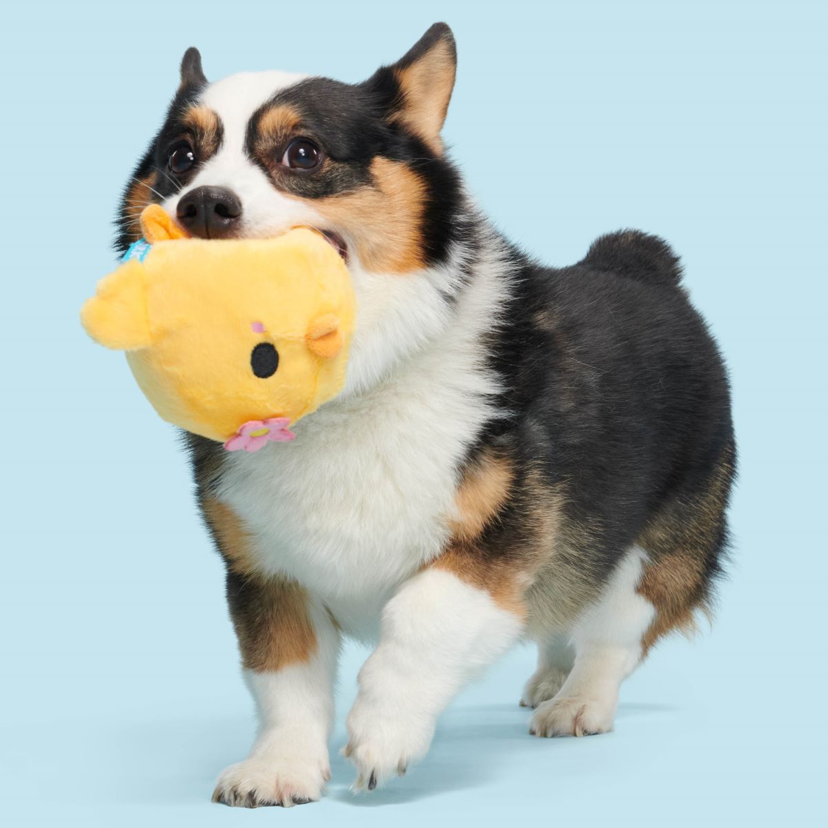 Lil' Hennifer Plush Fetch Dog Toy