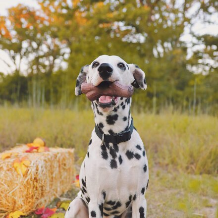 Fall Fetch Stick Super Chewer Durable Dog Toy