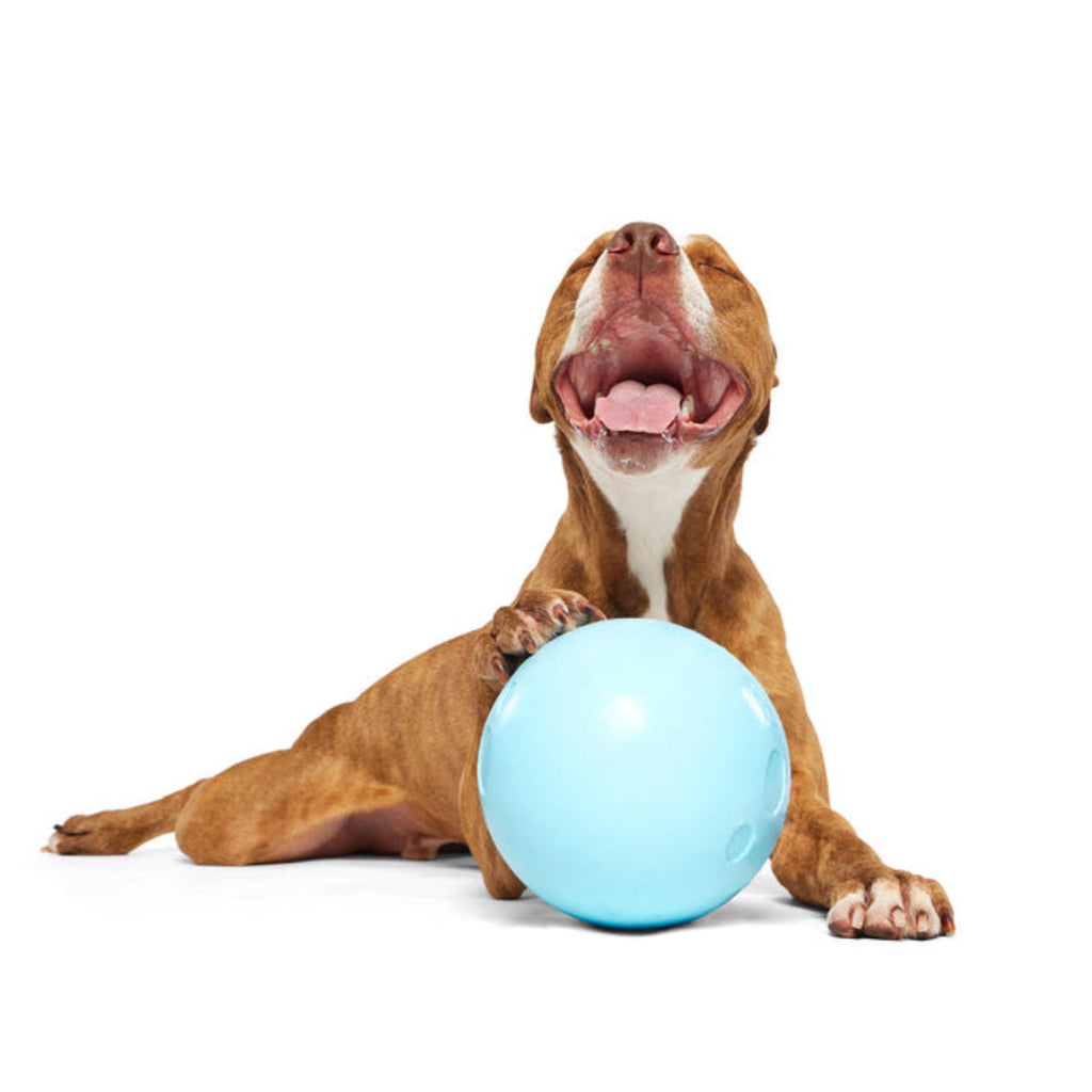 Eggstra Large Easter Egg Durable Super Chewer Fetch + Extra-Large Dog Toy