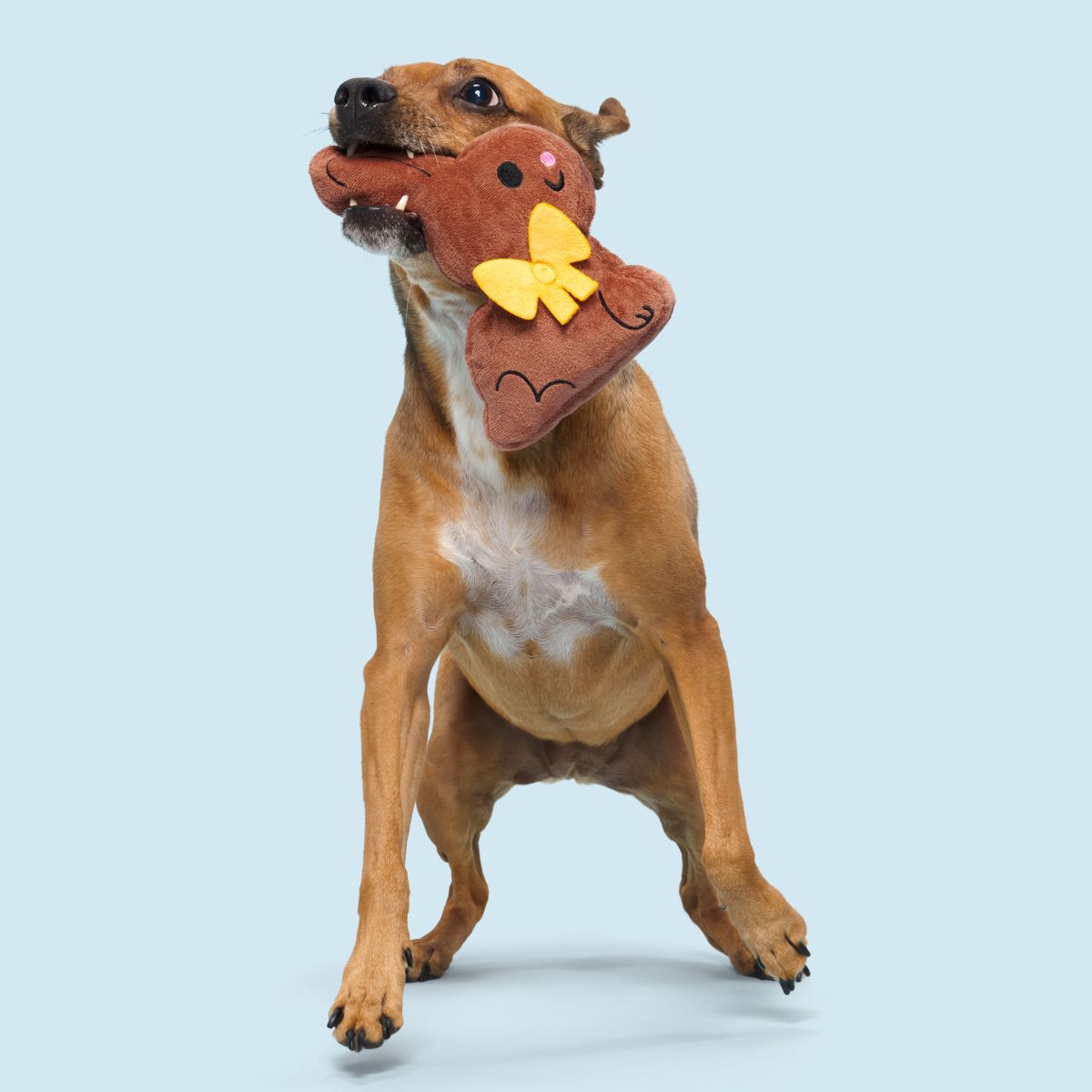 Chocolick Chunky Bunky Plush Tug Dog Toy