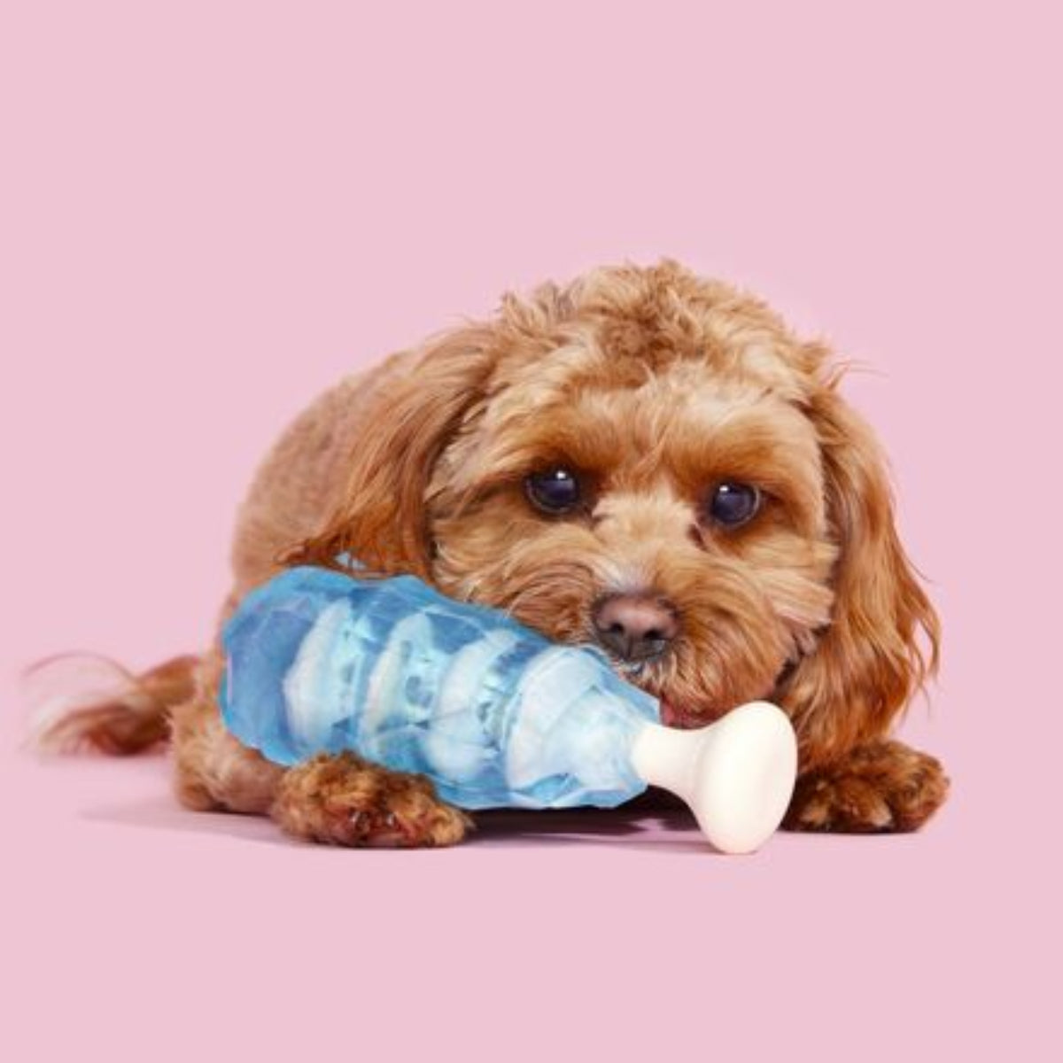 Dandy Blue Rock Candy  Super Chewer Durable Gnaw Dog Toy