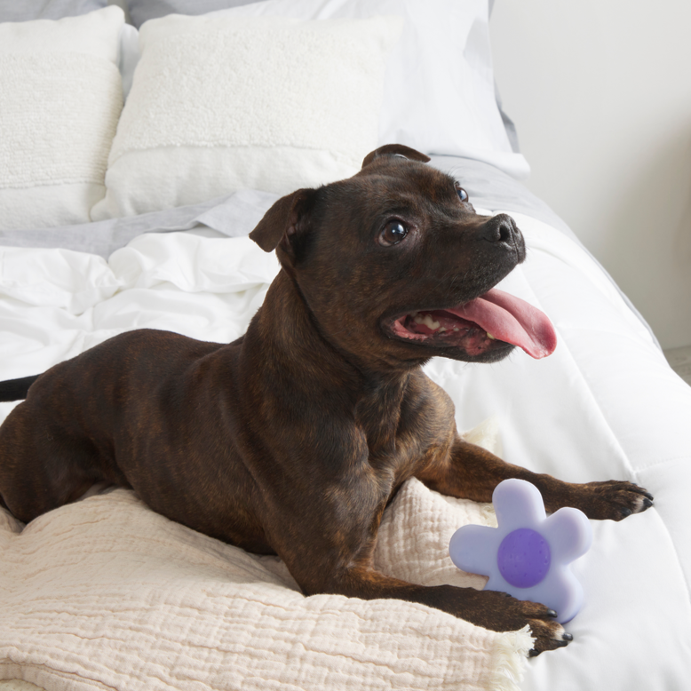 Power Flower Super Chewer Durable Gnaw Dog Toy