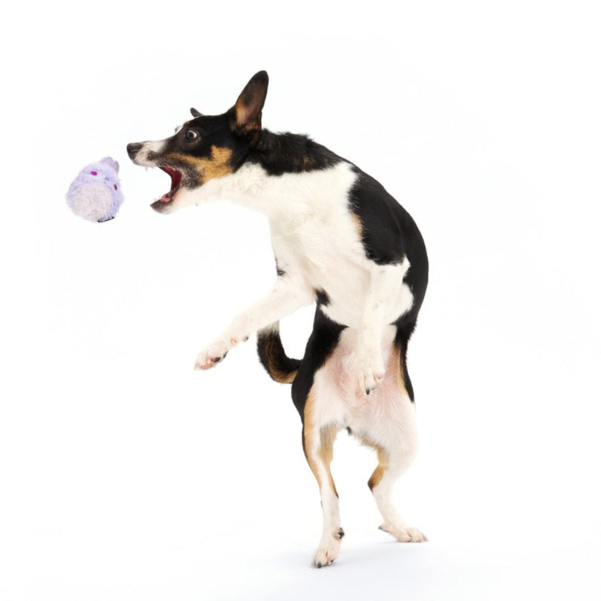 Beaster Bunny Super Chewer Durable 2-in-1 + Enrichment Dog Toy