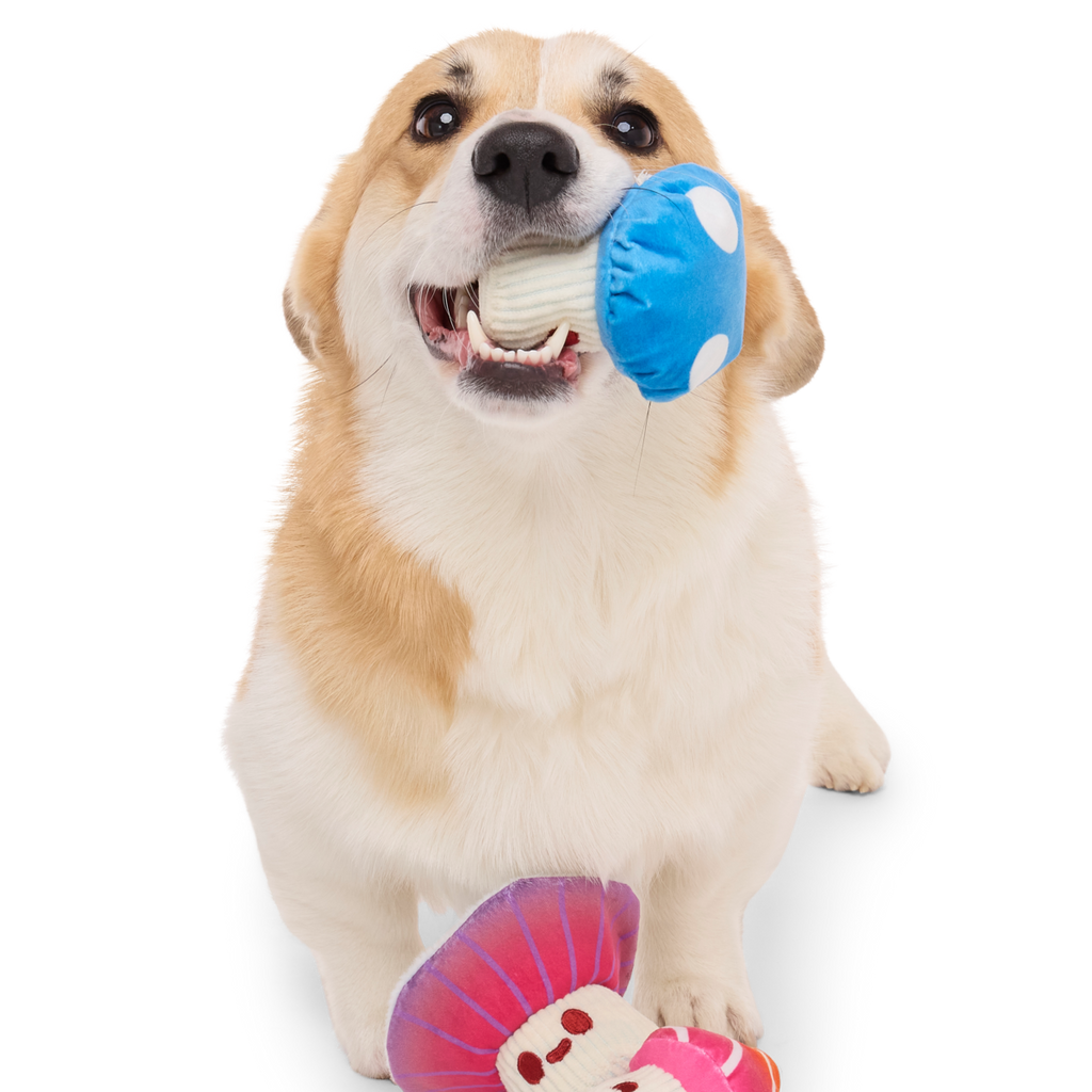 Alice's Magic Mushrooms Plush Multi-Part + Fetch Dog Toy