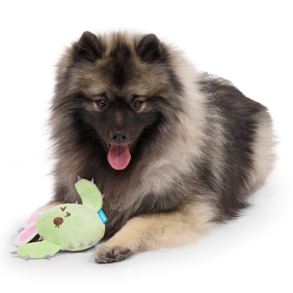 Consuela the Hoppy Cactus Plush 2-in-1 Rip and Reveal + Tug Dog Toy