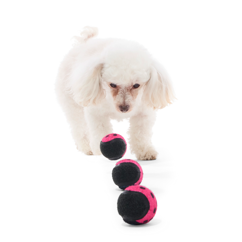 Tennis Ball Club, 3 Squeaky Monthly Tennis Ball Dog Toys