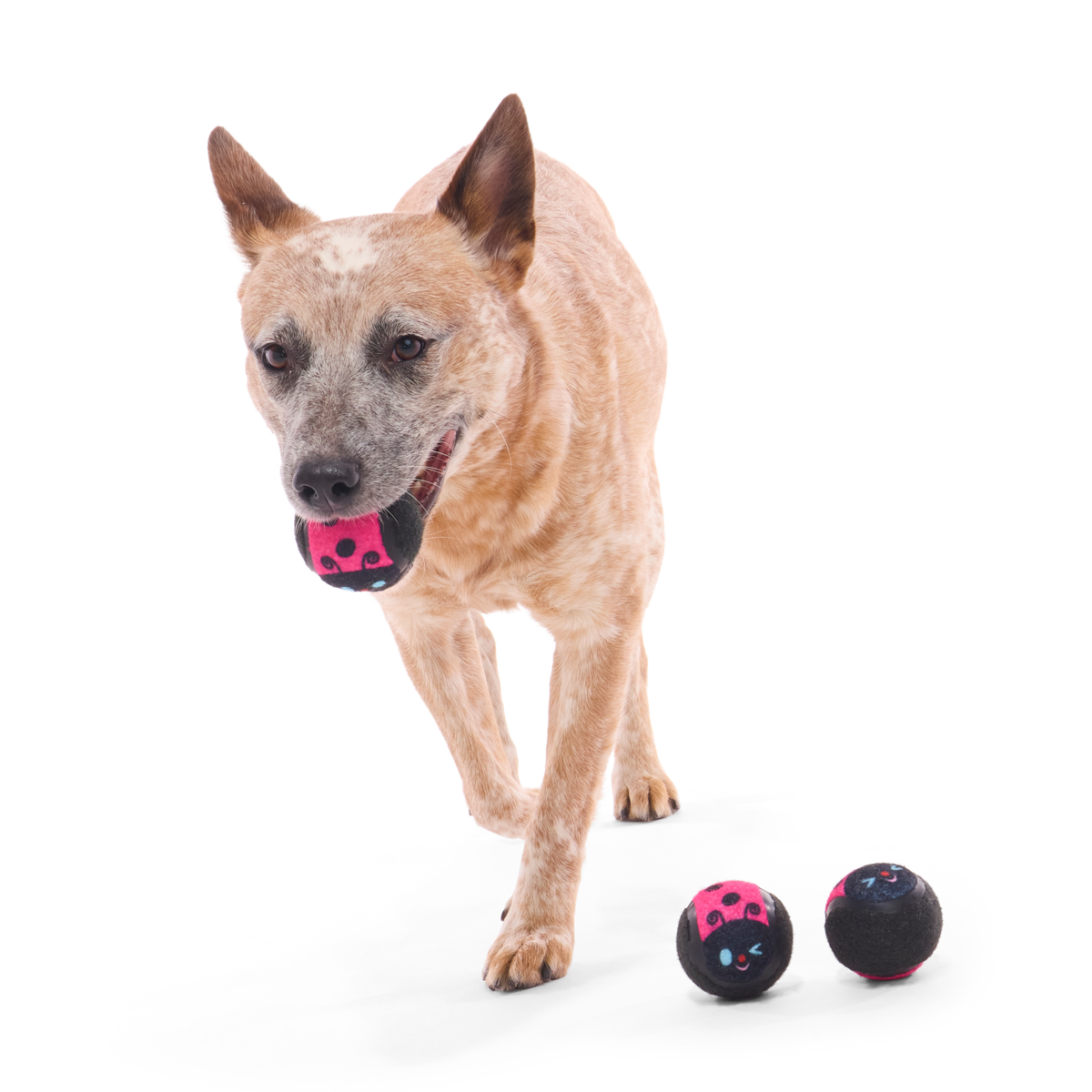 Tennis Ball Club, 3 Squeaky Monthly Tennis Ball Dog Toys