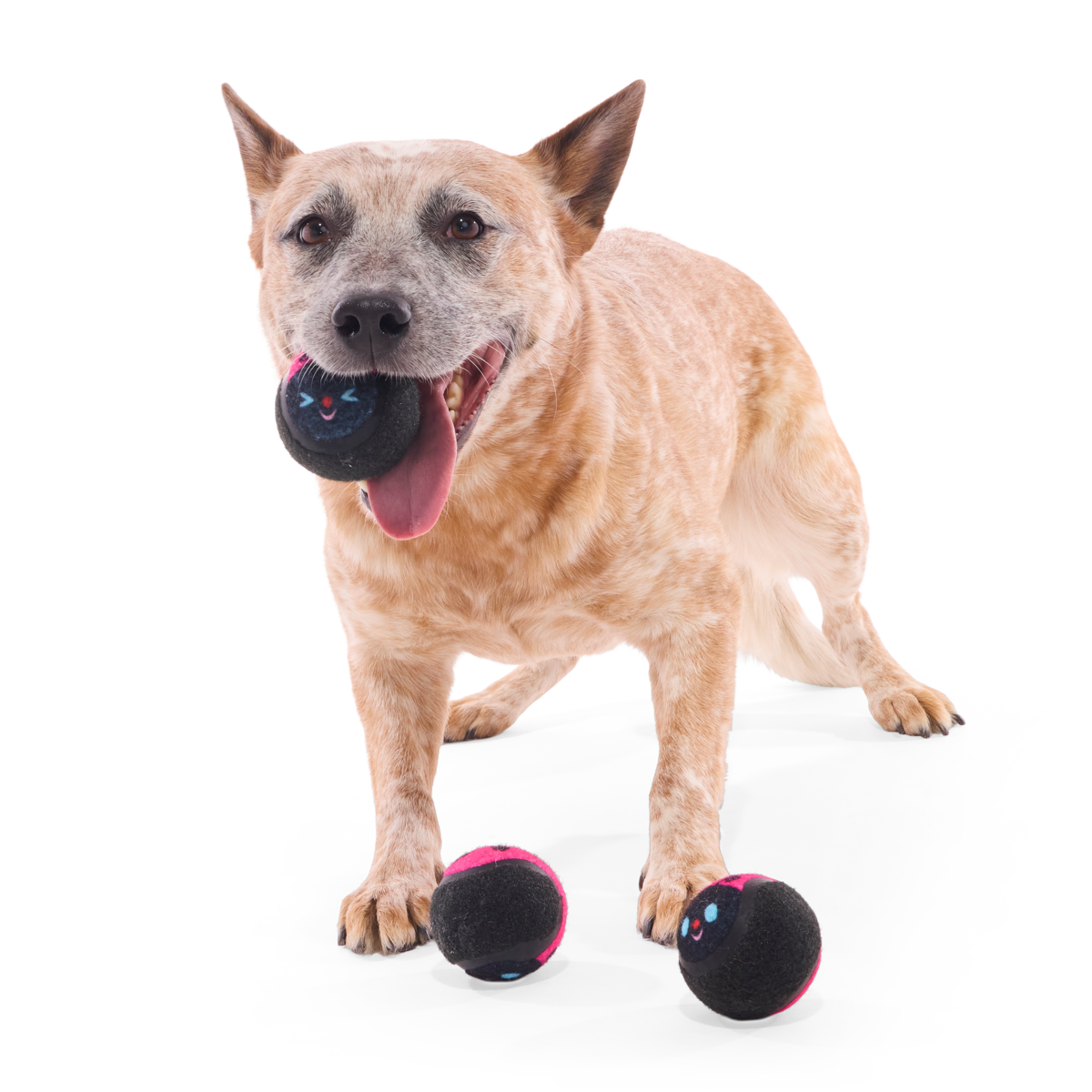 Tennis Ball Club, 3 Squeaky Monthly Tennis Ball Dog Toys