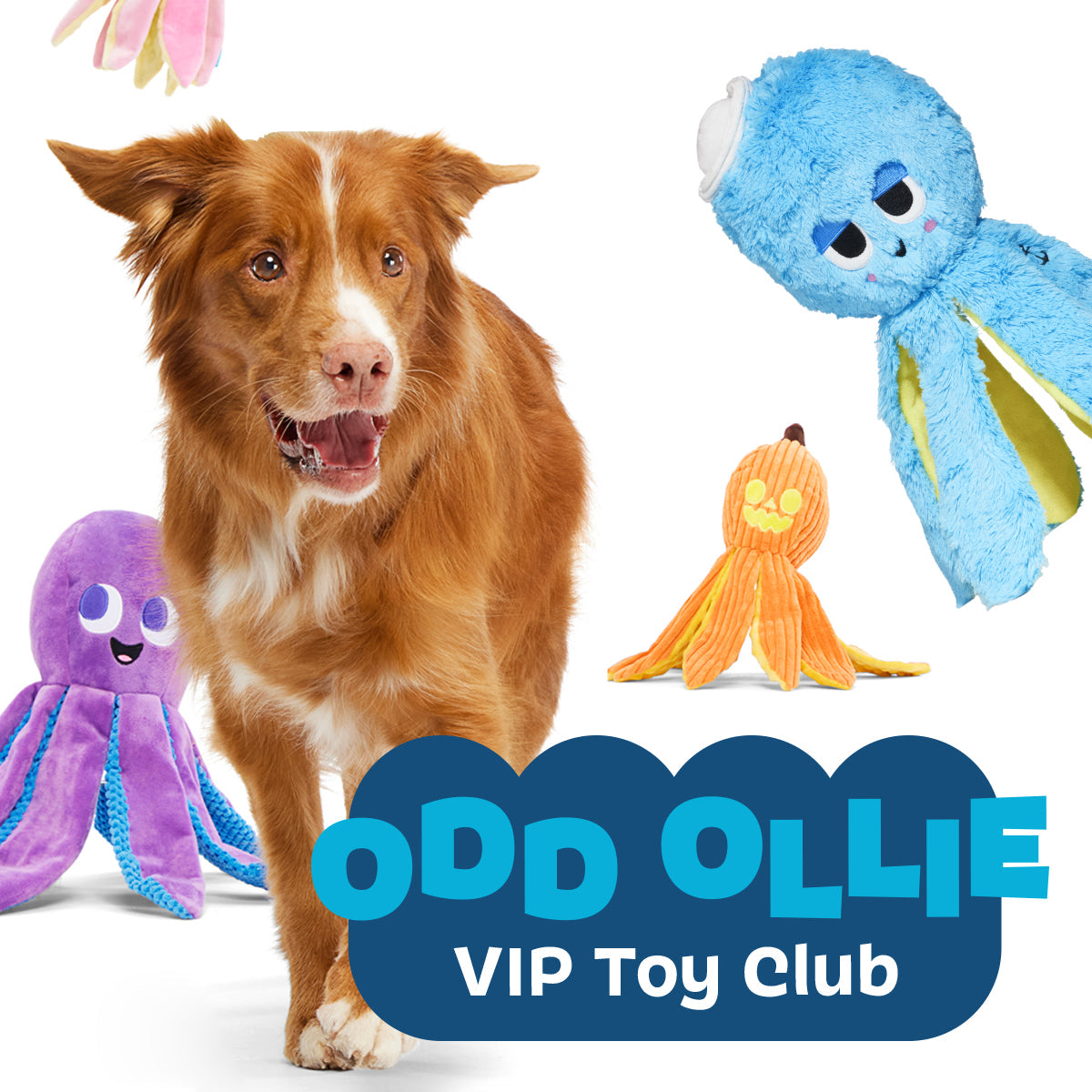 Ollie the Octopus Club, Plush Tug Monthly Dog Toys