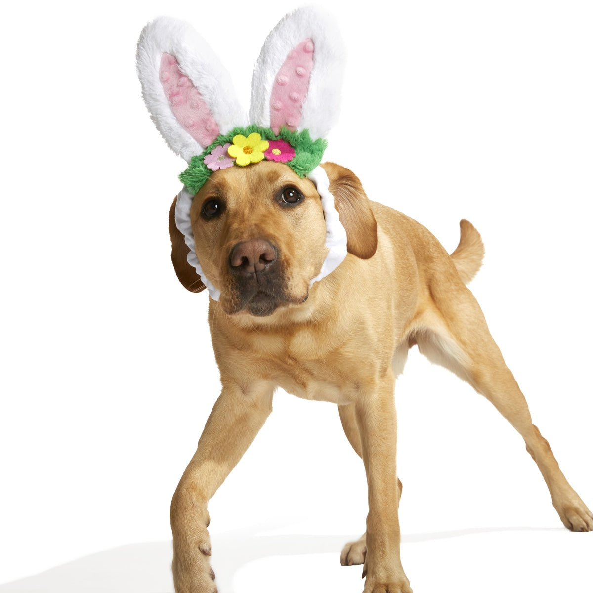 Hare Club Plush Wearable Dog Toy