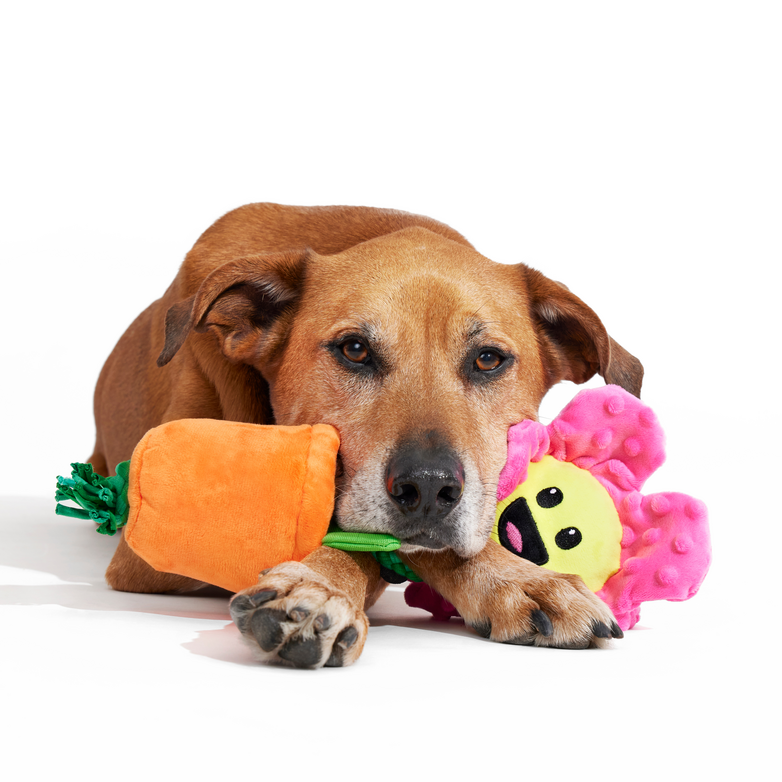 Rose the Daisy Plush Tug Dog Toy