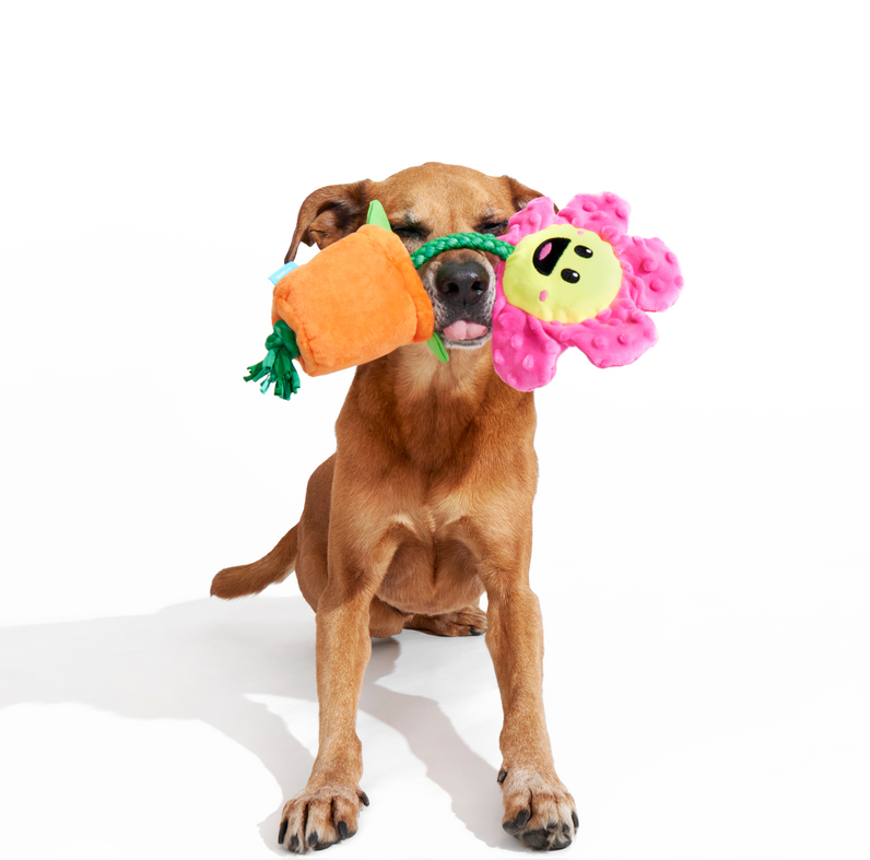 Rose the Daisy Plush Tug Dog Toy