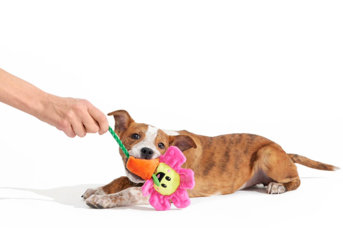 Rose the Daisy Plush Tug Dog Toy