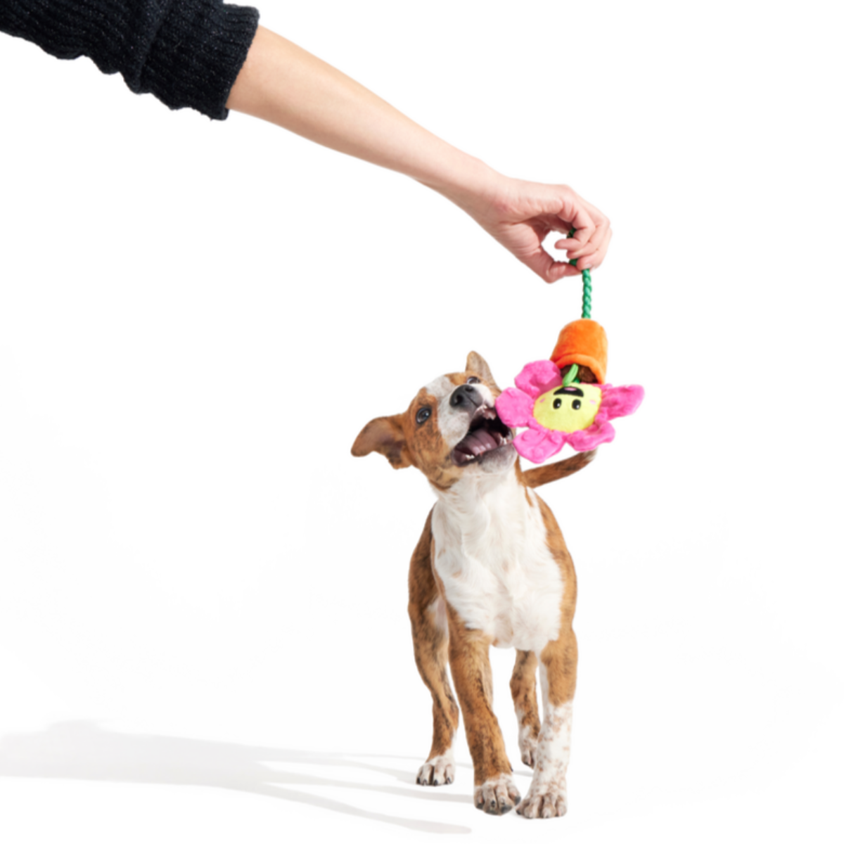 Rose the Daisy Plush Tug Dog Toy
