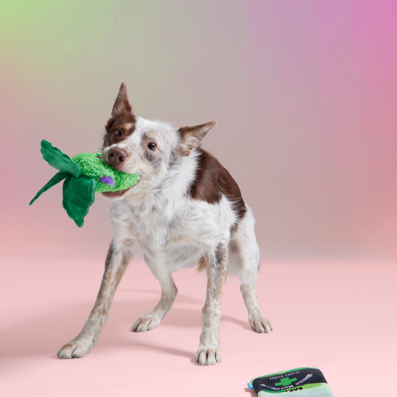 (D)OG Kush Nugs Plush Enrichment + Multi-Part + Fetch Dog Toy