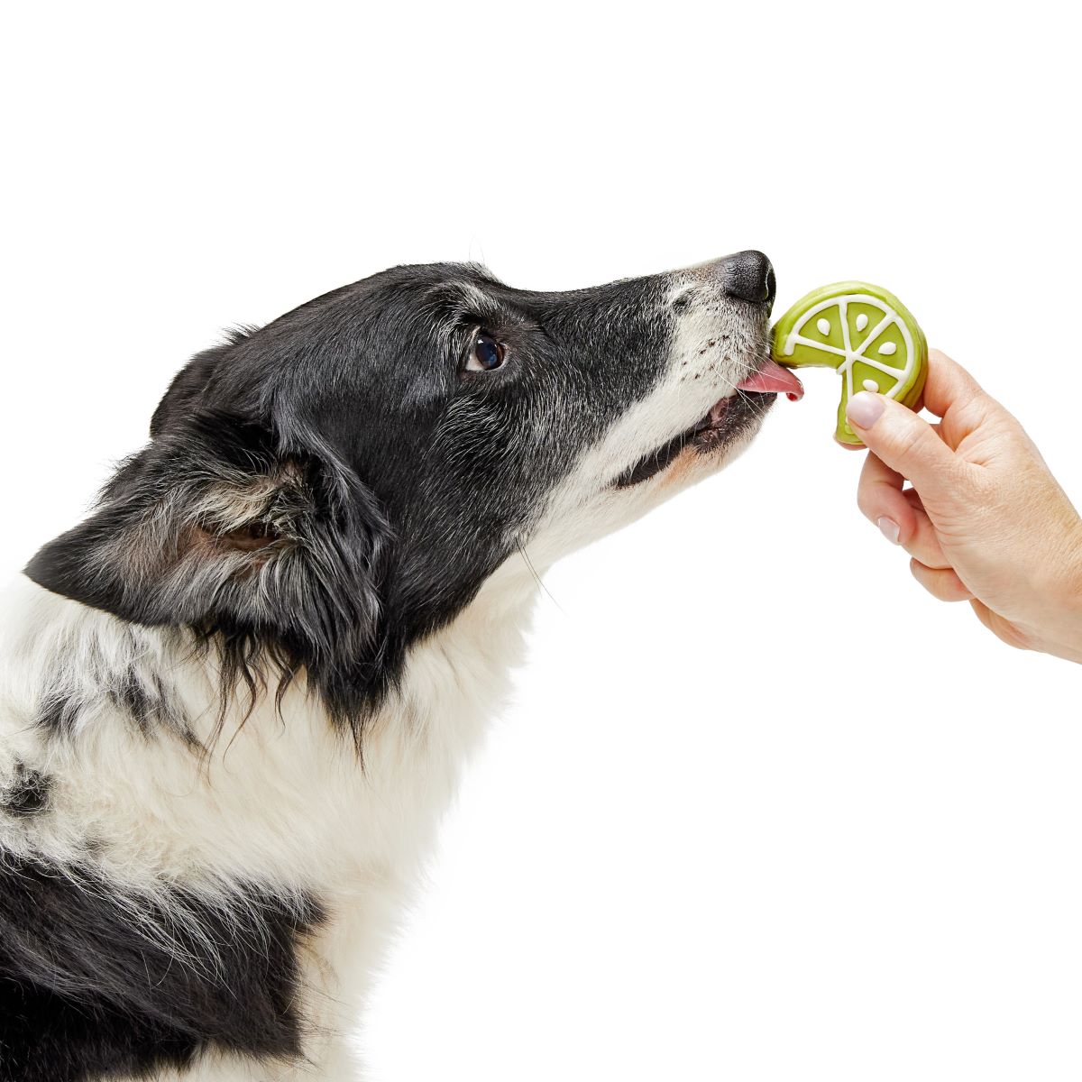 Lime Time Vegetarian Hard & Crunchy Dog Treat Cookie