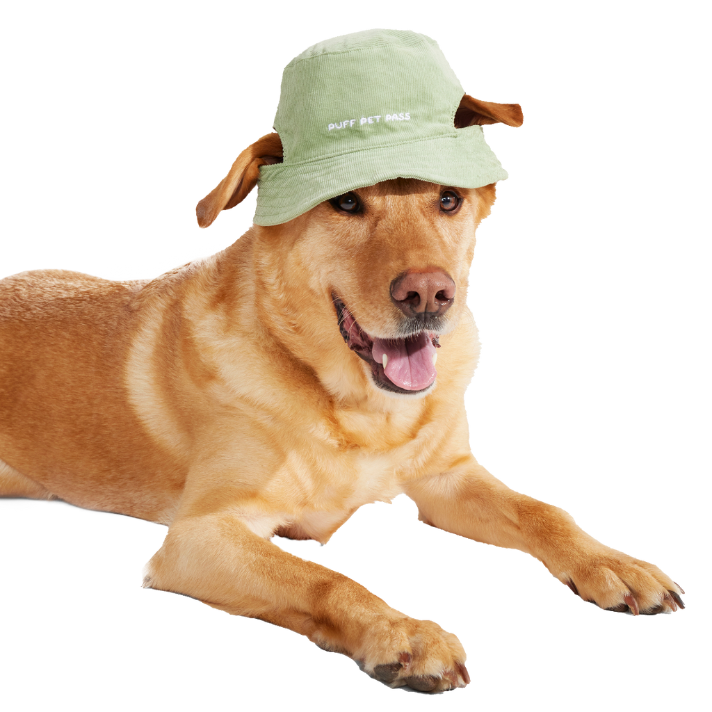 Blunt Hound Bucket Dog Hat