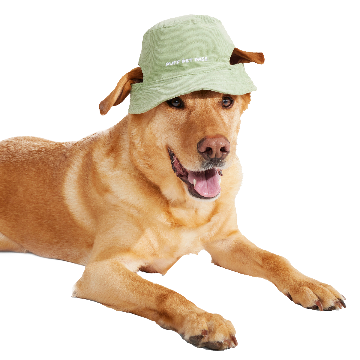 Blunt Hound Bucket Dog Hat