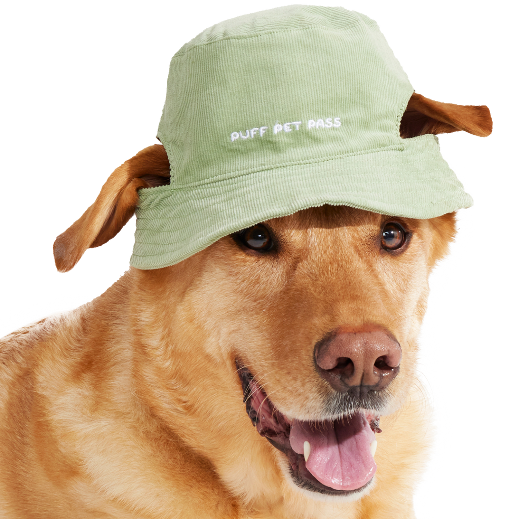 Blunt Hound Bucket Dog Hat