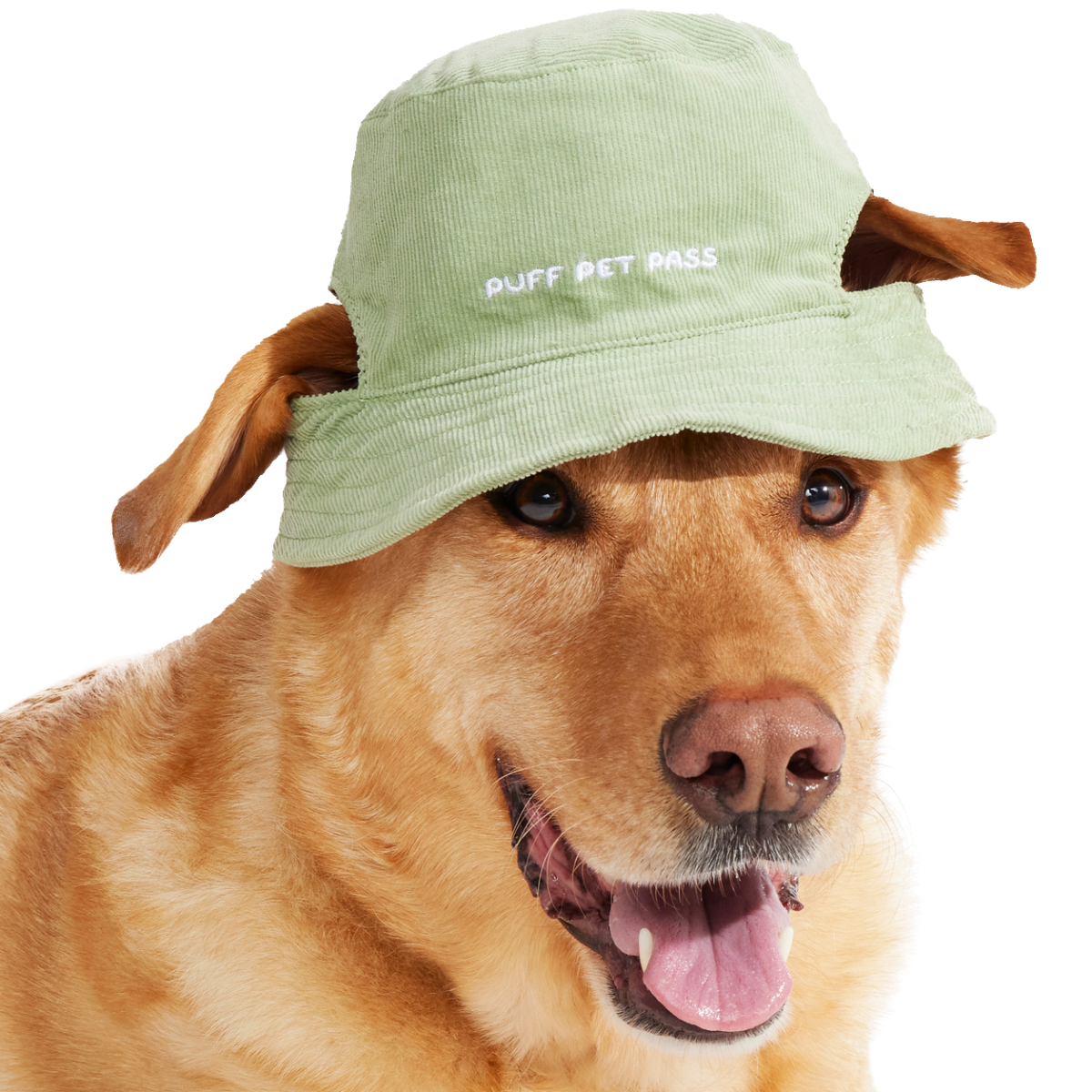 Blunt Hound Bucket Dog Hat