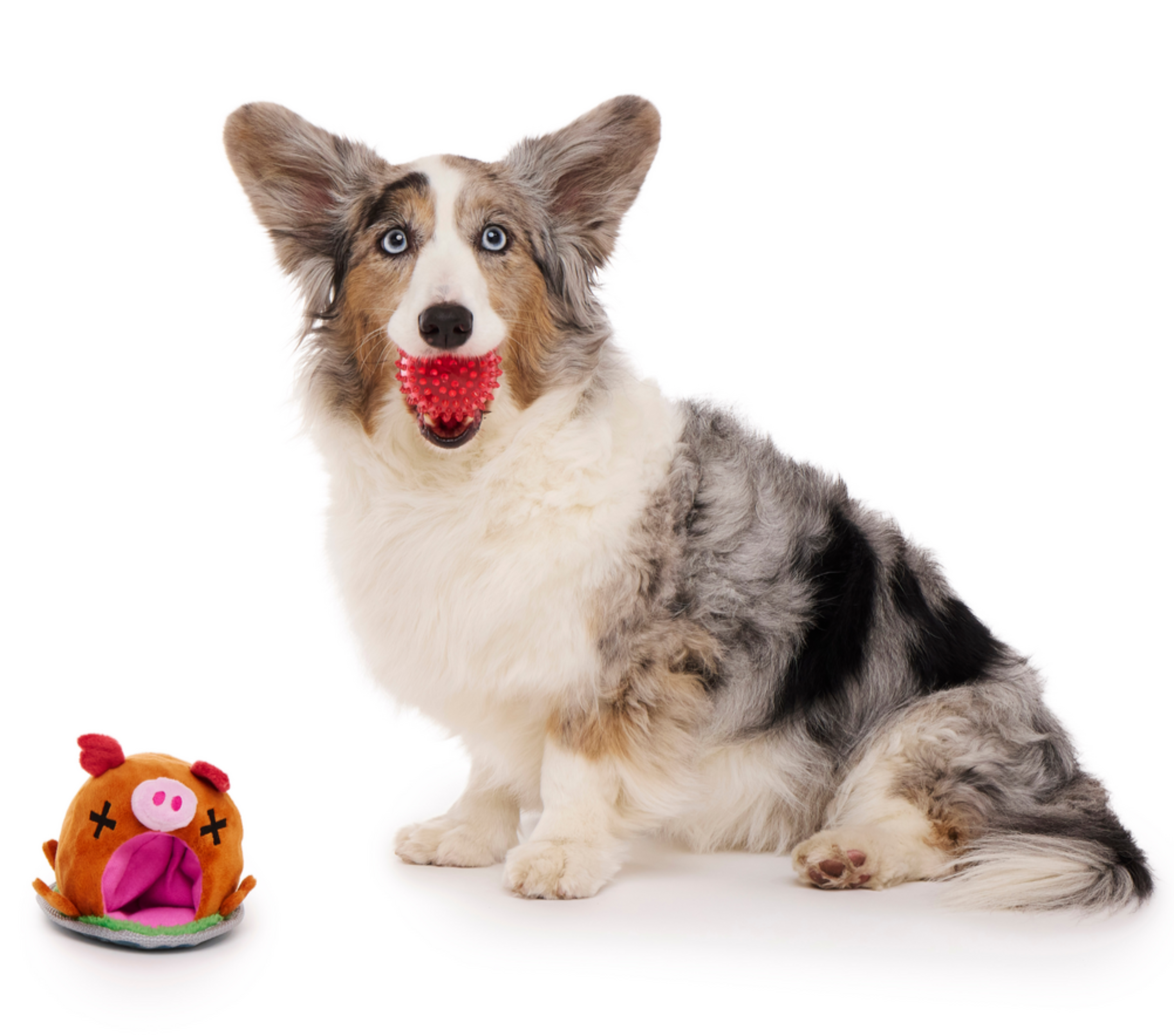 Squeakling Pig Plush Multi-Part + Enrichment + Fetch Dog Toy