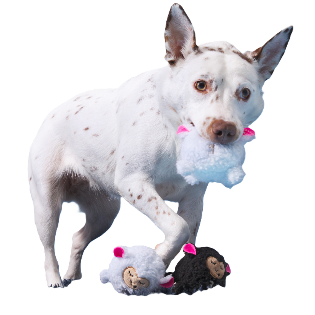 Baa Baa Bark Sheep Plush Multi-Part + Fetch Dog Toy
