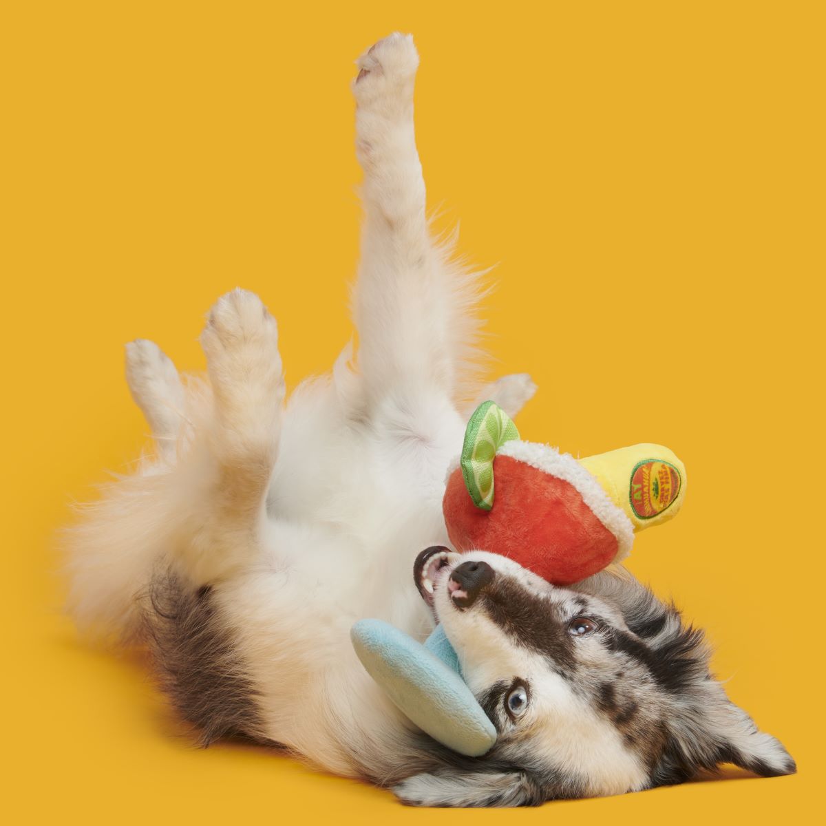 Bulldog Barkarita Plush Tug Dog Toy