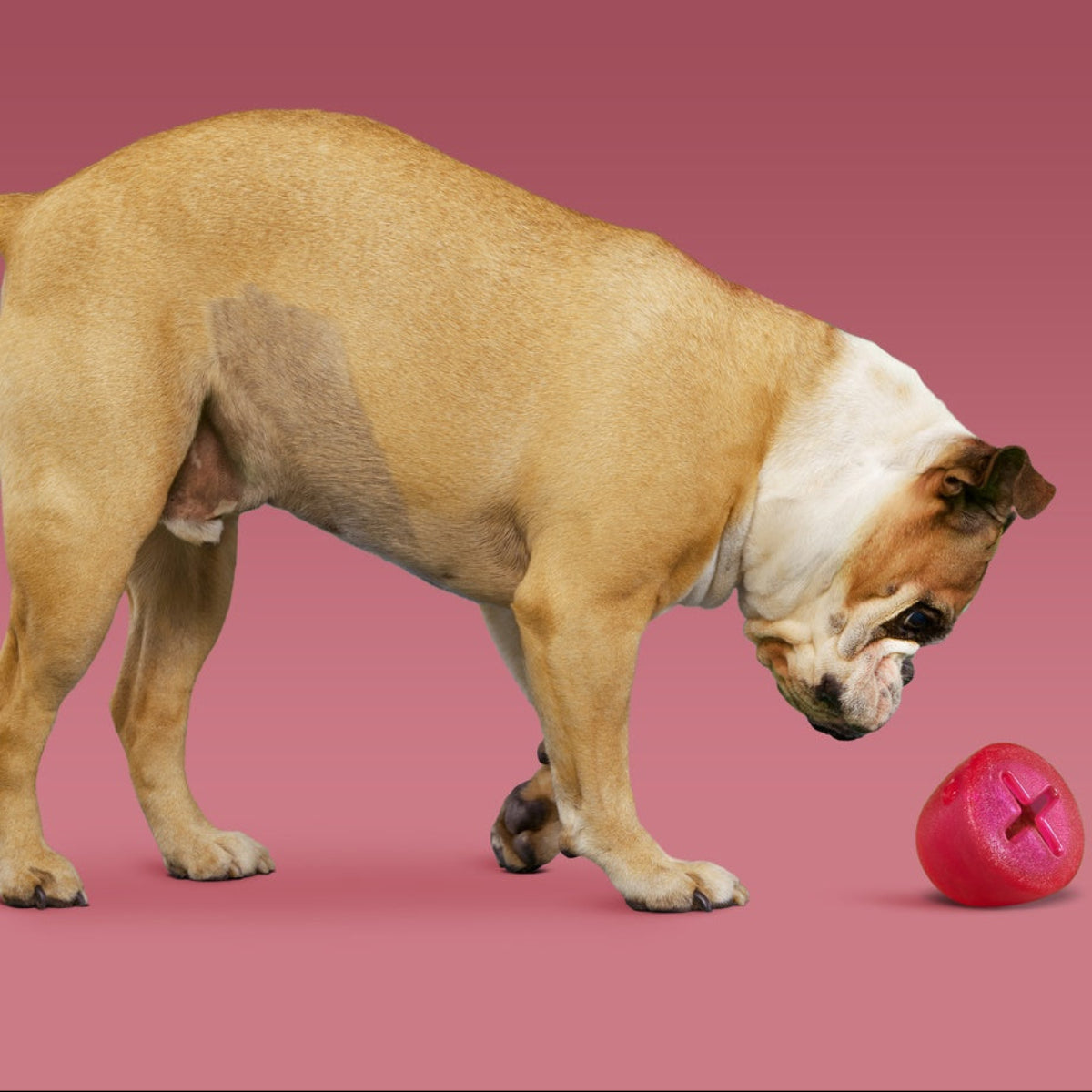 Treats n' Sweets Gumdrop Super Chewer Durable Enrichment Dog Toy