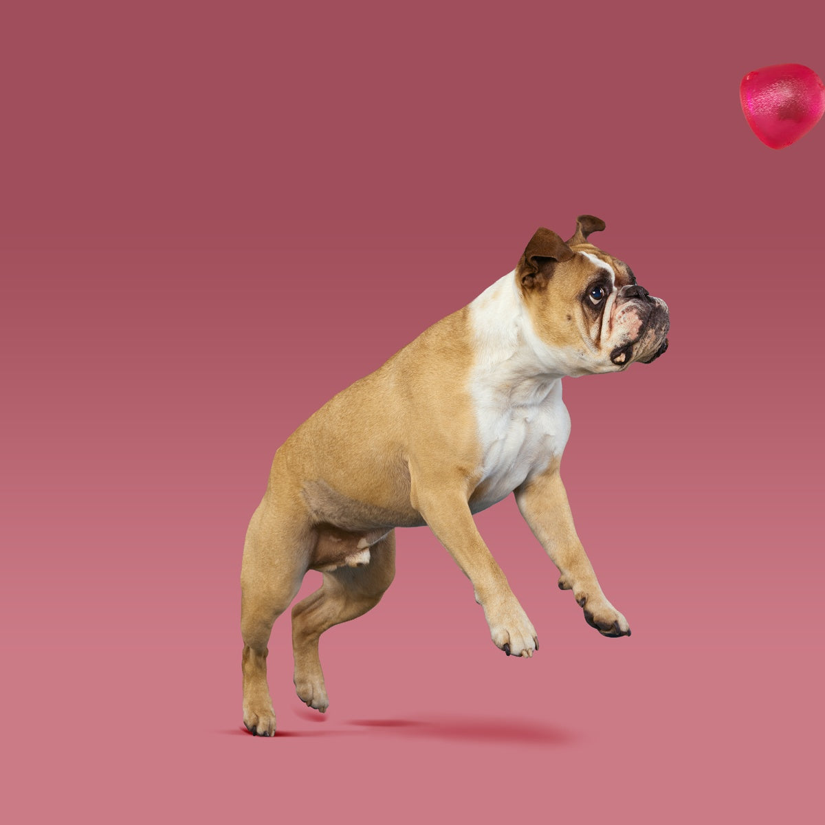 Treats n' Sweets Gumdrop Super Chewer Durable Enrichment Dog Toy