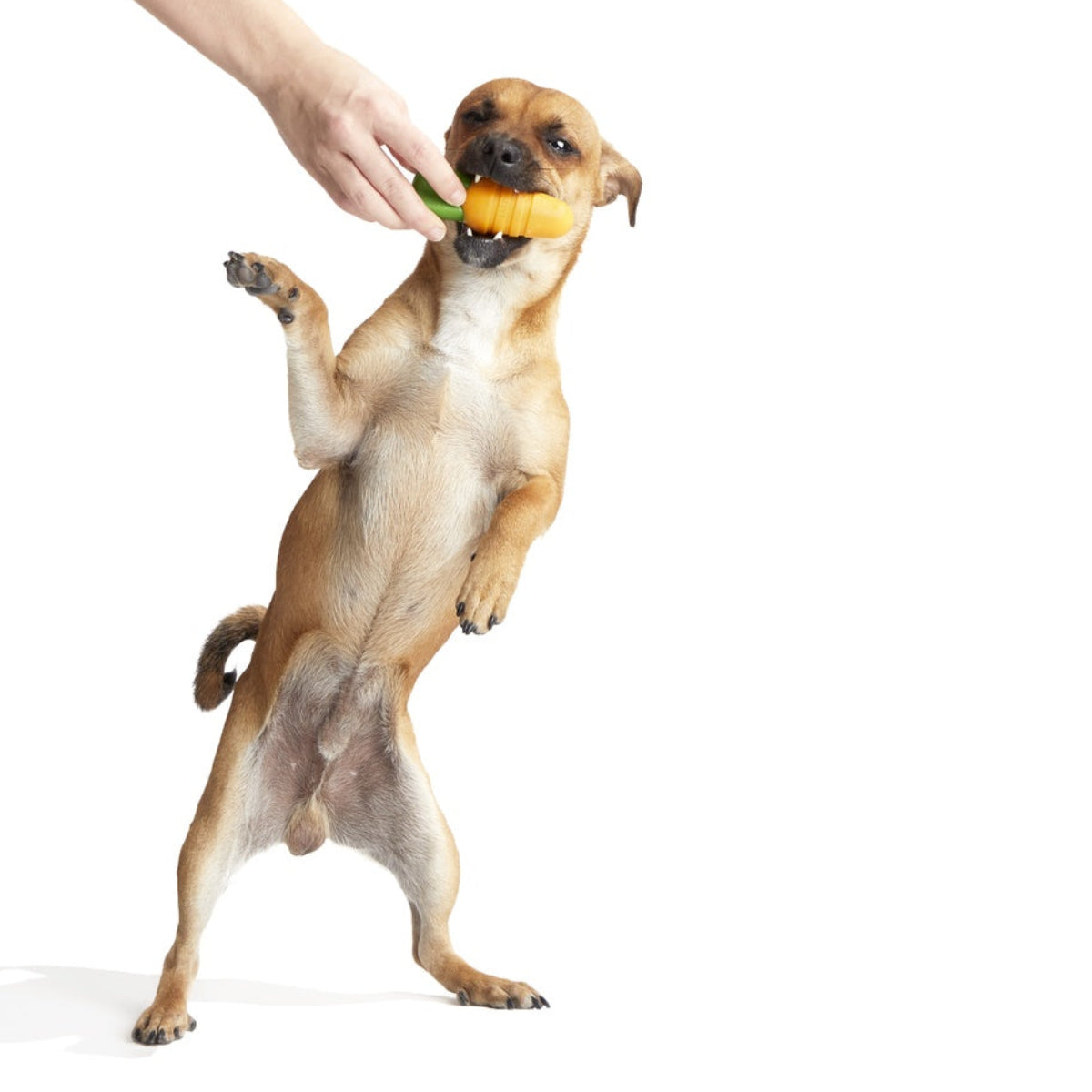 Carrot Durable Super Chewer Gnaw Dog Toy