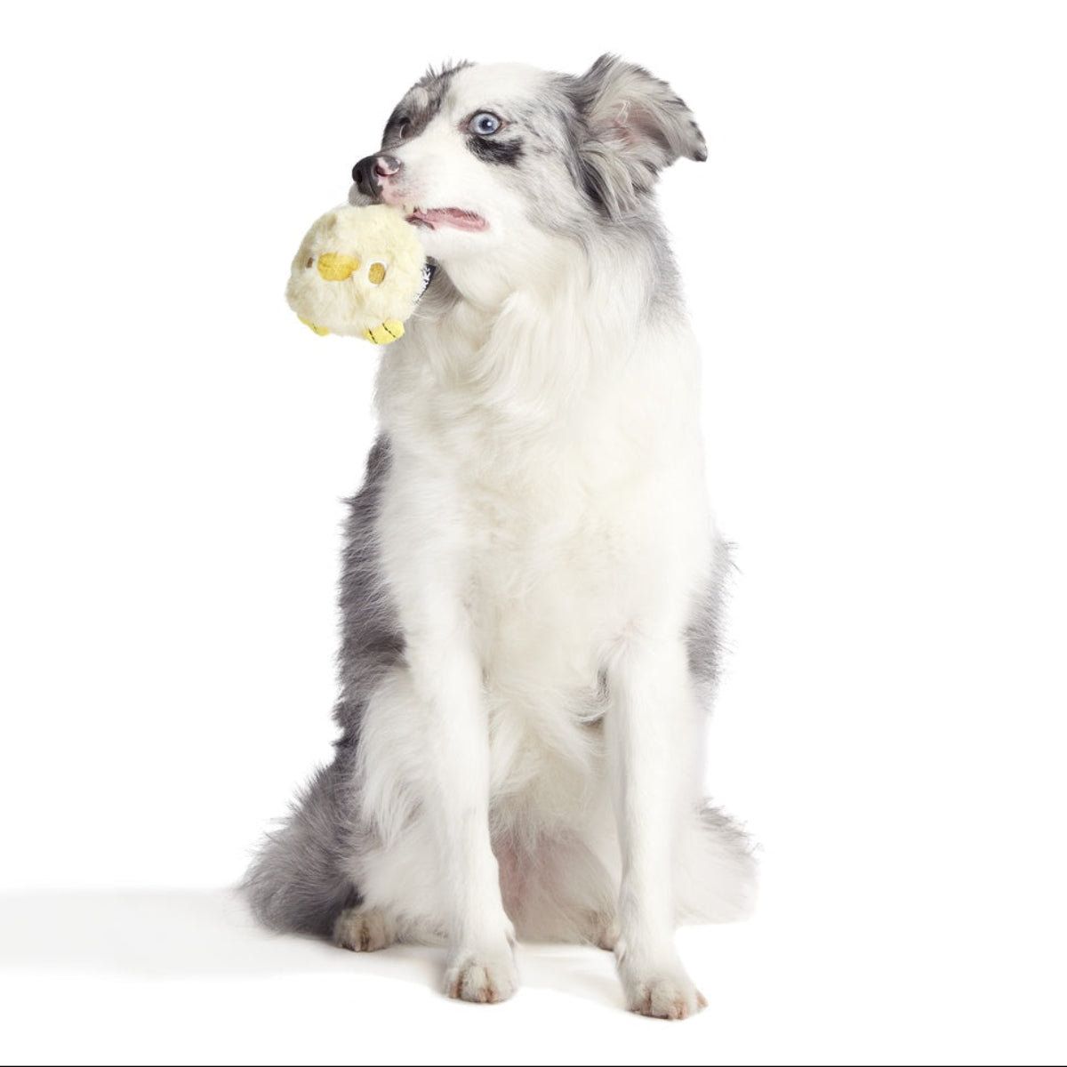 Tough Chick Super Chewer Durable 2-in-1 Dog Toy