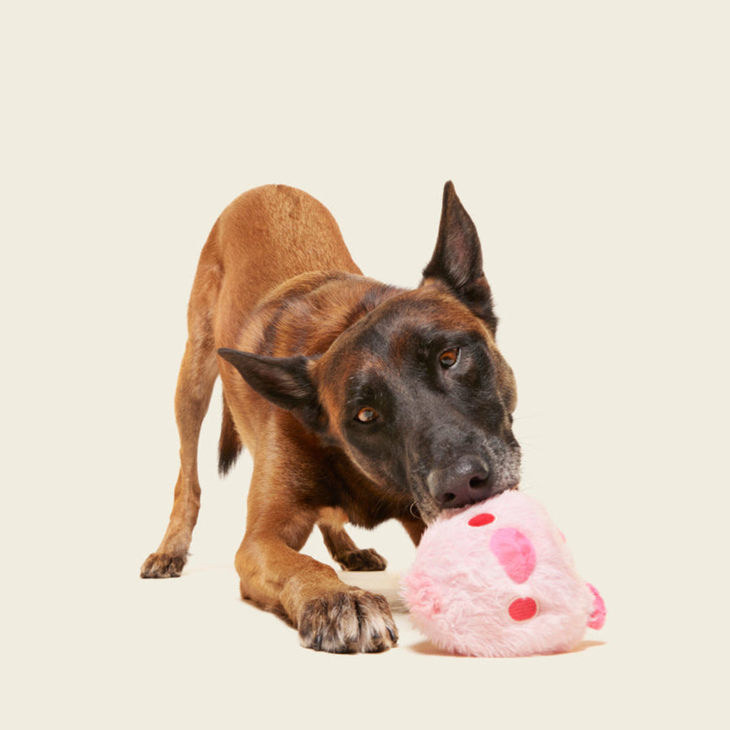 Rosy Tough Chick Super Chewer Durable 2-in-1 Dog Toy