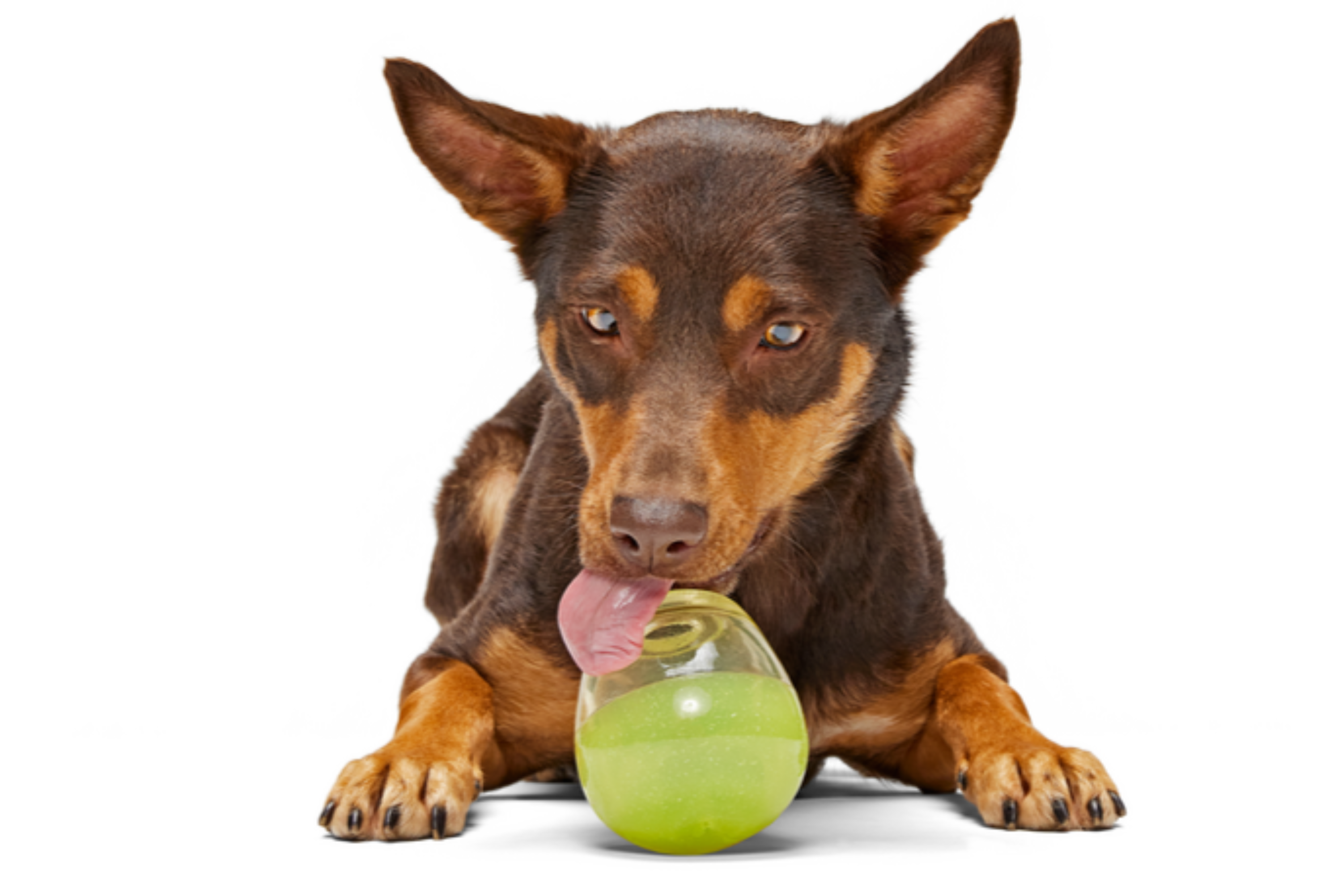 Tipsy Margarita Super Chewer Durable Enrichment Dog Toy