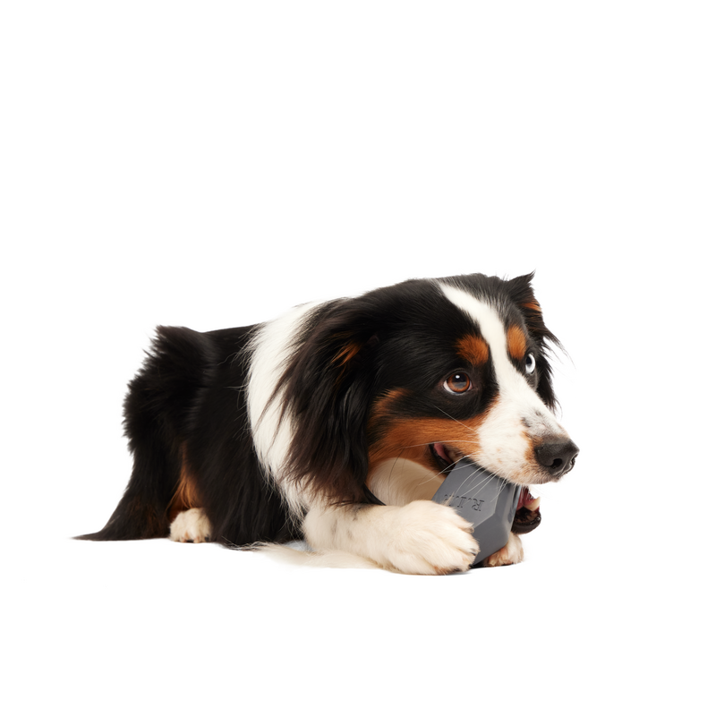 Snack Casket Super Chewer Durable Enrichment Dog Toy