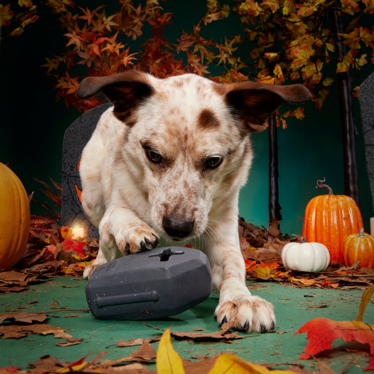 Snack Casket Super Chewer Durable Enrichment Dog Toy