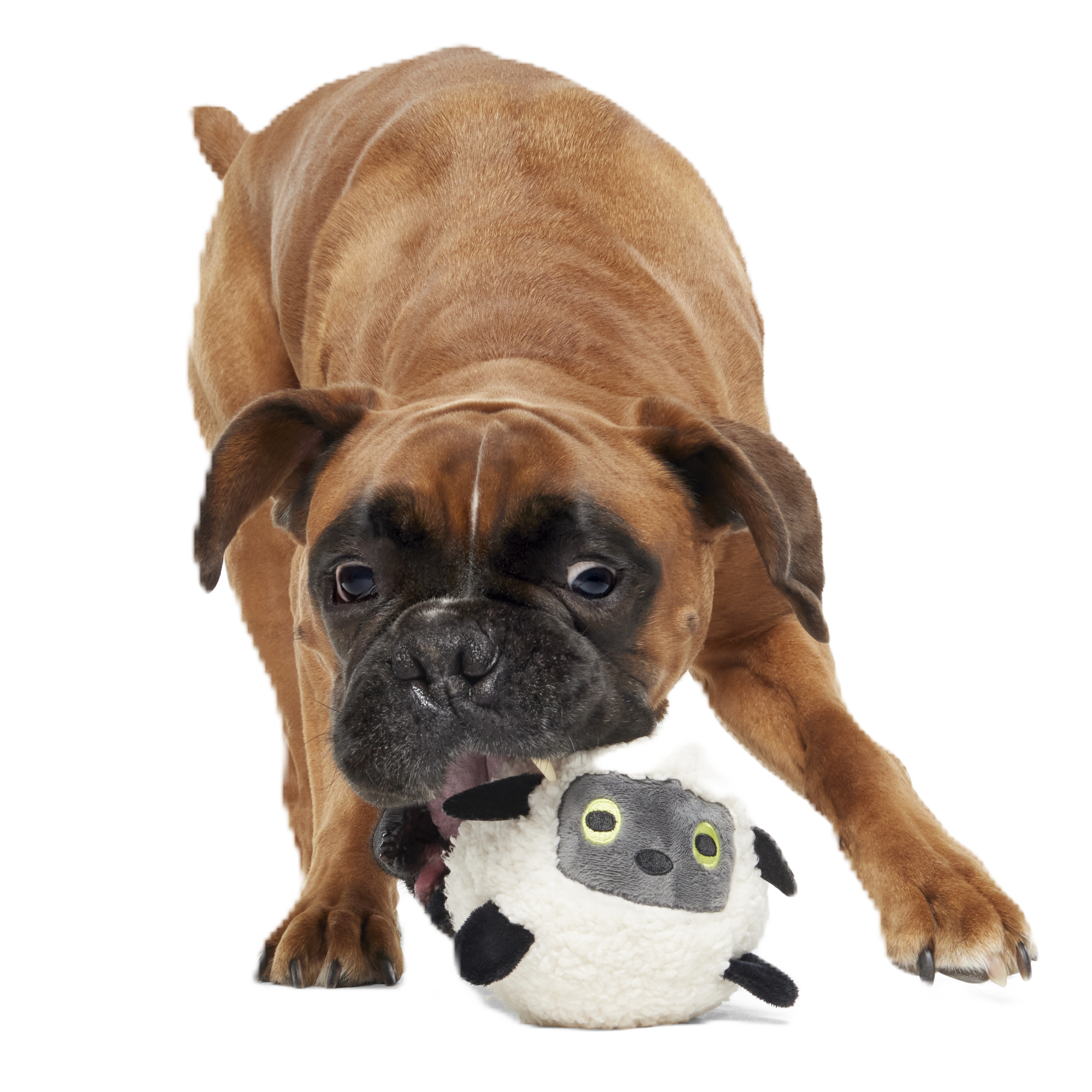 Little Bo Pup Super Chewer Durable Fetch + 2-in-1 Dog Toy