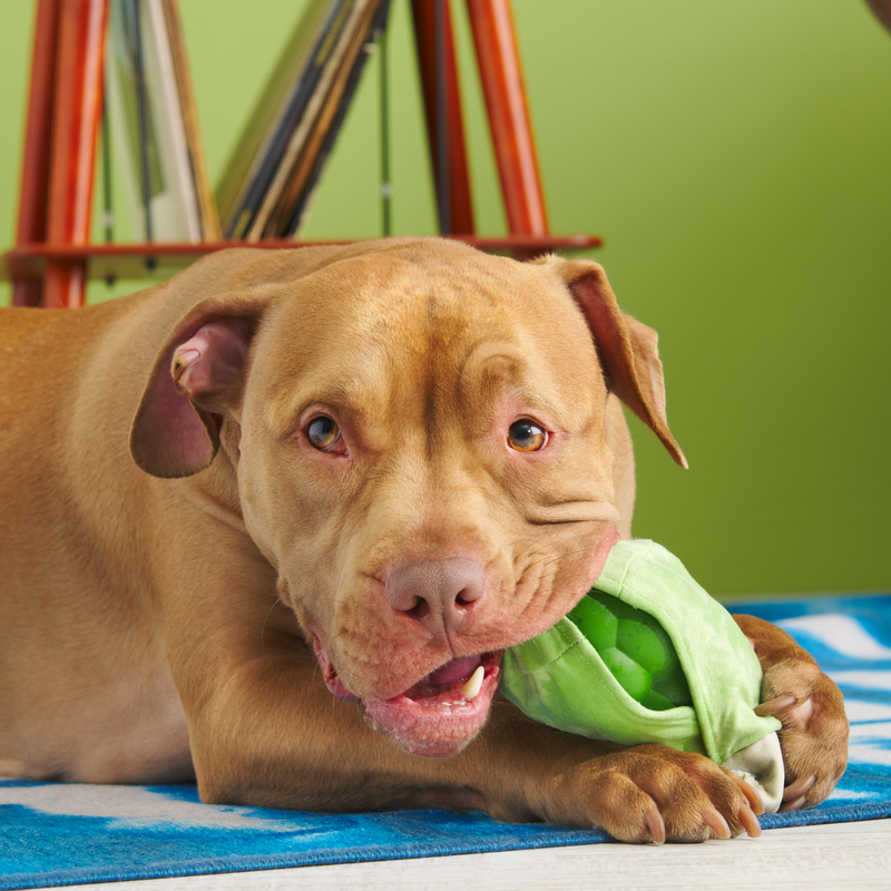 Roll Over Joint Super Chewer Durable 2-in-1 Dog Toy