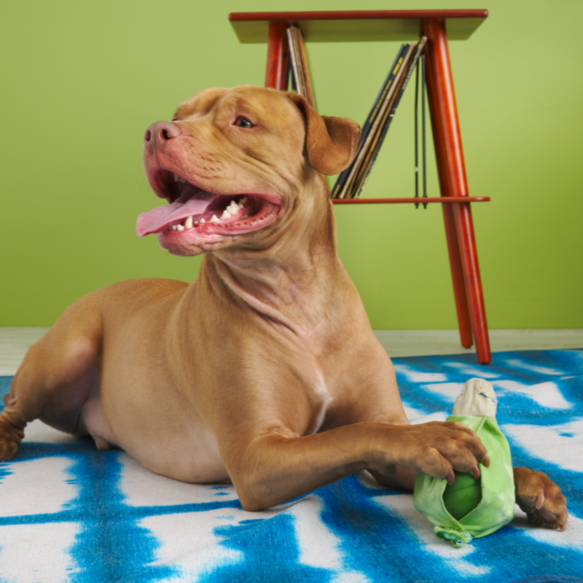 Roll Over Joint Super Chewer Durable 2-in-1 Dog Toy