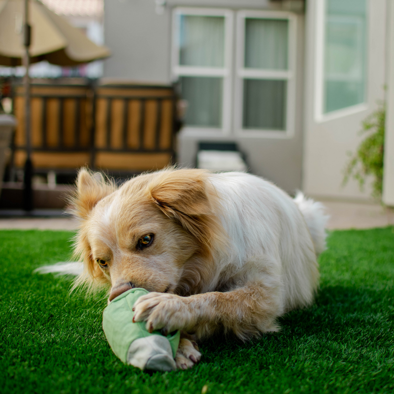 Roll Over Joint Super Chewer Durable 2-in-1 Dog Toy