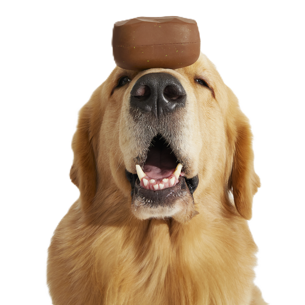 Baaaked Brownie Super Chewer Durable Fetch Dog Toy