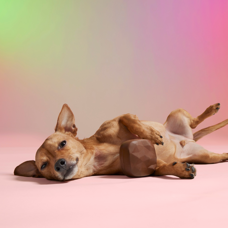 Baaaked Brownie Super Chewer Durable Fetch Dog Toy