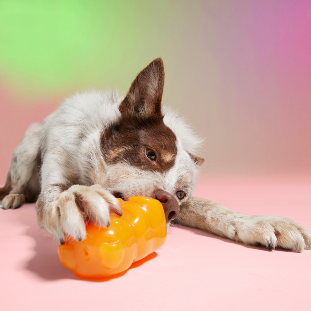 Munchie the Bear Super Chewer Durable Multi-Part + Enrichment Dog Toy