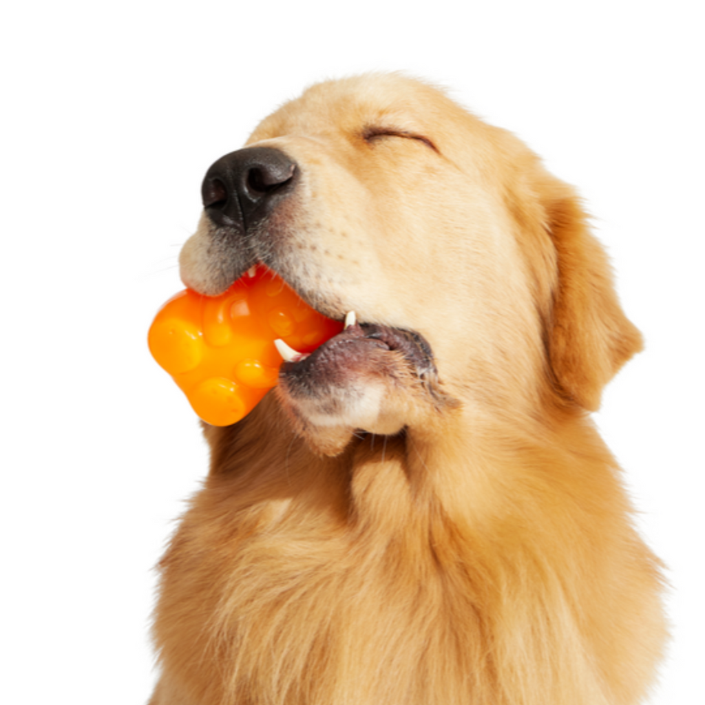 Munchie the Bear Super Chewer Durable Multi-Part + Enrichment Dog Toy